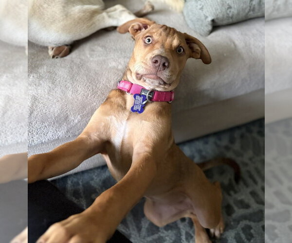 Medium Photo #8 Mutt Puppy For Sale in Oak Bluffs, MA, USA