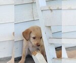 Small #6 Labrador Retriever