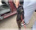 Small Photo #10 Poodle (Miniature)-Unknown Mix Puppy For Sale in New York, NY, USA