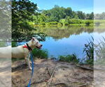 Small #5 Bull Terrier Mix