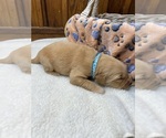 Small #2 Golden Retriever