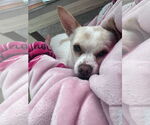 Small #2 Chihuahua