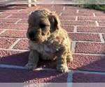Small Photo #2 Goldendoodle Puppy For Sale in LIMA, OH, USA