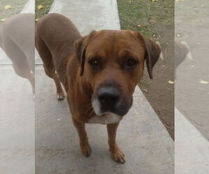 Labrador Retriever-Unknown Mix Dogs for adoption in Dana Point, CA, USA