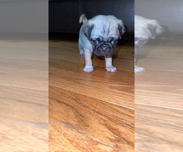 Medium Photo #2 Pug Puppy For Sale in RIDGEWAY, SC, USA