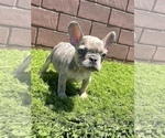 Small Photo #49 French Bulldog Puppy For Sale in DALLAS, TX, USA