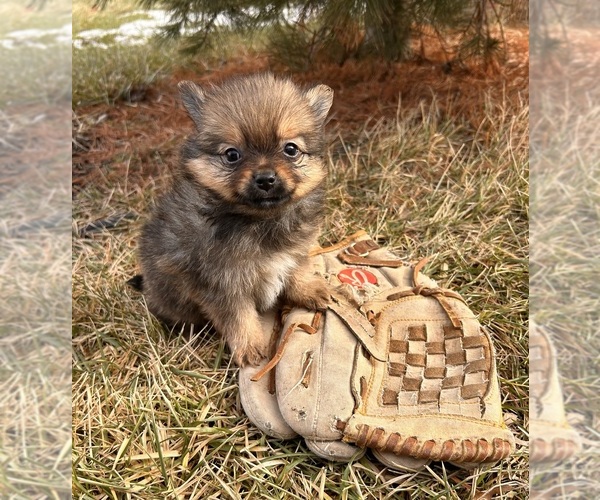 Medium Photo #2 Pomeranian Puppy For Sale in MIDDLEBURY, IN, USA