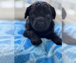 Small #7 Cavapoo-Poodle (Toy) Mix