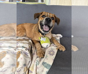 Bear - Male Australian Shepherd-Unknown Mix Dog for Adoption - Photo #5