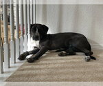 Small #1 Mutt