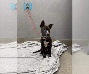 American Pit Bull Terrier-Unknown Mix Dogs for adoption in Las Vegas, NV, USA