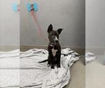Small American Pit Bull Terrier Mix
