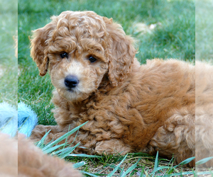 Goldendoodle (Miniature) Puppy for sale in ROY, UT, USA