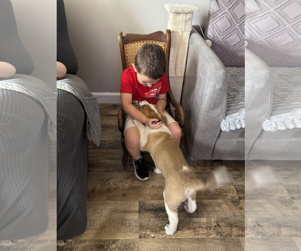 Medium Photo #5 Saint Pyrenees Puppy For Sale in Fenton, MO, USA
