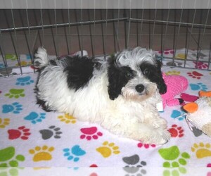 Maltese-Poodle (Toy) Mix Puppy for sale in ORO VALLEY, AZ, USA