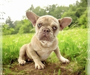 French Bulldog Puppy for sale in SAN ANTONIO, TX, USA