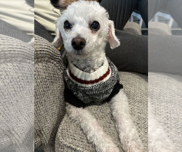 Medium Photo #3 Maltipoo (Toy) Puppy For Sale in Santa Clara, CA, USA