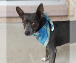 Small Photo #2 Rat Terrier-Unknown Mix Puppy For Sale in San Antonio, TX, USA