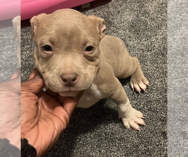 Medium Photo #34 American Bully Puppy For Sale in BUFFALO, NY, USA