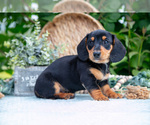 Small #4 Dachshund