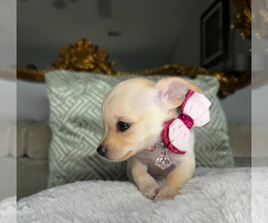 Chihuahua Puppy for sale in CHARLOTTE, NC, USA