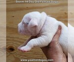 Small Photo #35 Dogo Argentino Puppy For Sale in JANE, MO, USA
