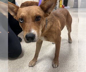 Australian Kelpie Dogs for adoption in Riverside, CA, USA