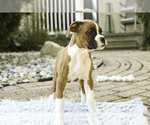 Small #5 Boxer