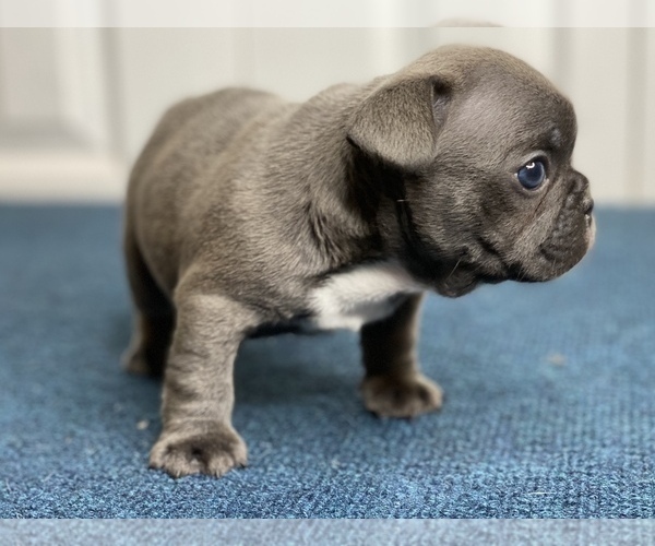 Medium Photo #5 French Bulldog Puppy For Sale in BERWYN, IL, USA