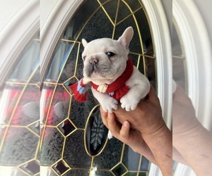 French Bulldog Puppy for sale in CLEVELAND, NC, USA