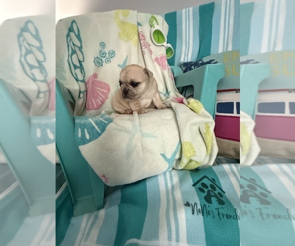 Medium Photo #11 French Bulldog Puppy For Sale in OPP, AL, USA