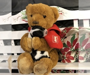 Chihuahua Puppy for sale in SHERMAN, TX, USA