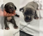 Small Photo #5 American Bully Puppy For Sale in MEMPHIS, TN, USA