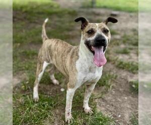 Boxer-Plott Hound Mix Dogs for adoption in Conroe, TX, USA