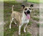 Small Boxer-Plott Hound Mix