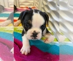 Small Photo #1 Olde English Bulldogge Puppy For Sale in DELAND, FL, USA