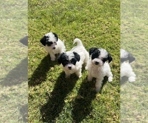 Father of the YorkiePoo puppies born on 02/01/2025