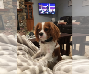 Cavalier King Charles Spaniel Puppy for sale in BOURBON, IN, USA