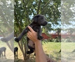 Small #4 Labrador Retriever