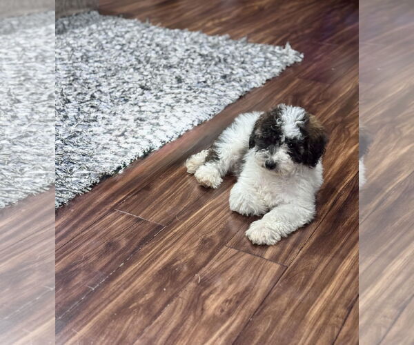 Medium Photo #3 Australian Shepherd Puppy For Sale in Brooklyn Center, MN, USA
