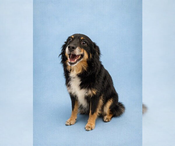 Medium Photo #1 Australian Shepherd-Chihuahua Mix Puppy For Sale in Westminster, MD, USA