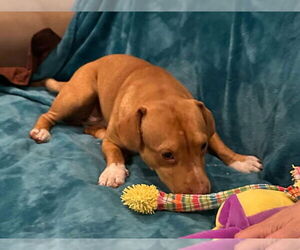Aspen (AL) - Male Basset Hound-Unknown Mix Dog for Adoption - Photo #2