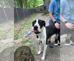Small #2 Great Dane