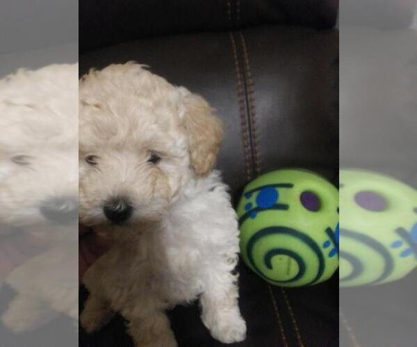 Medium Photo #4 Goldendoodle-Poodle (Miniature) Mix Puppy For Sale in NORTH LIBERTY, IN, USA