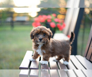 Havanese Puppy for sale in NORTH LAWRENCE, OH, USA