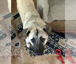 Small #5 Anatolian Shepherd Mix