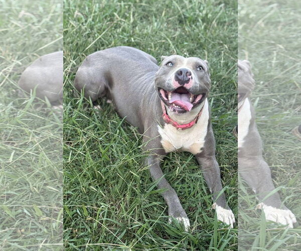 Medium Photo #1 American Pit Bull Terrier-Unknown Mix Puppy For Sale in Germantown, OH, USA