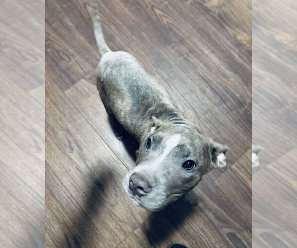 Medium Photo #11 American Pit Bull Terrier-Unknown Mix Puppy For Sale in Columbus, IN, USA