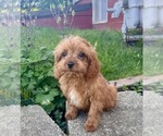 Image preview for Ad Listing. Nickname: Ernie