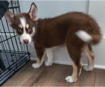 Puppy Choco Jr Pomsky